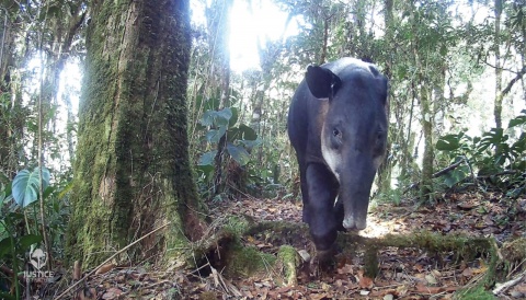 Fotopast OXE WiFi Lovec RD3019 a binokulární noční vidění OXE DV29 + 32GB SD karta, 8ks baterií, stativ a doprava ZDARMA!