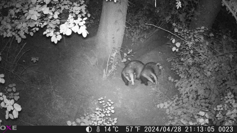 Fotopast OXE Gepard II a lovecký detektor + 32GB SD karta, 6ks baterií a doprava ZDARMA!